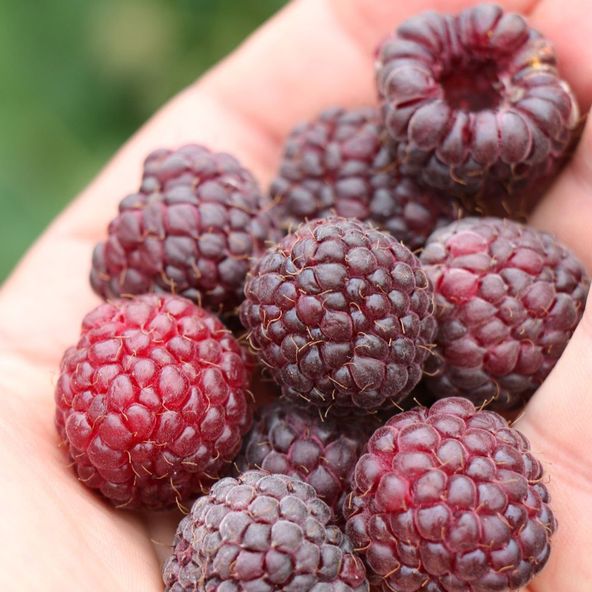 Raspberry Primeberry® Autumn Passion®