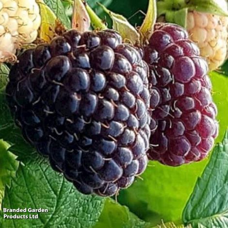 Raspberry Black Polka (Autumn fruiting/Primocane)