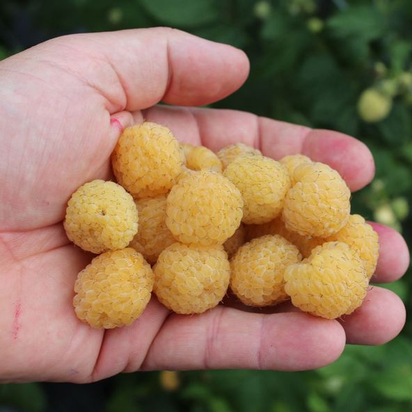 Raspberry Lowberry® Goodasgold®