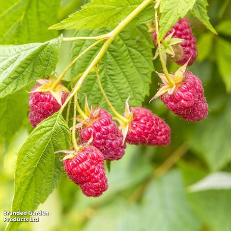 Raspberry Imara (Autumn fruiting)