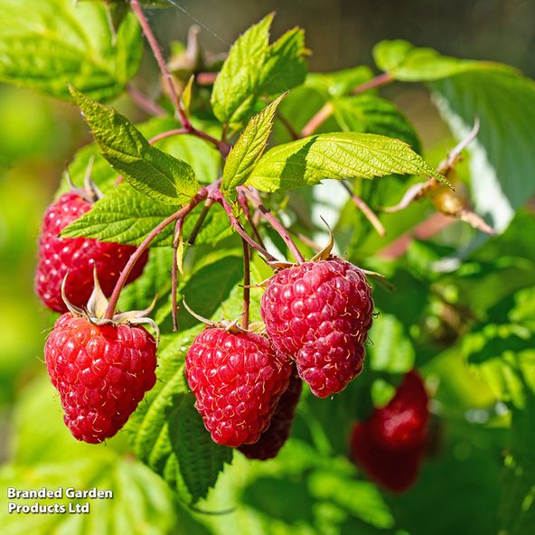 Raspberry Summer Chef