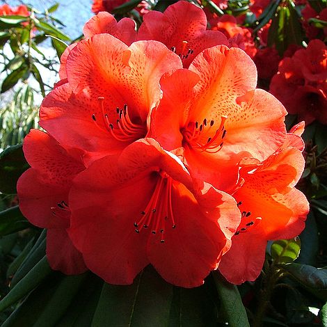 Patio and Containers Potted Garden Plants Ideal for Cottage Gardens Thompson & Morgan Hardy Perennial Rhododendron ‘Geisha Orange’ Evergreen Flowering Dwarf Shrub 1 x 9cm Pot