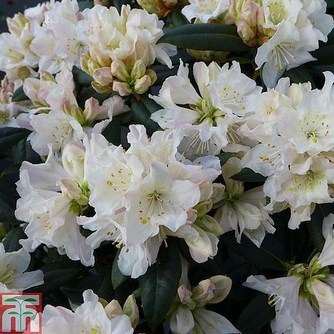 Rhododendron dora amateis