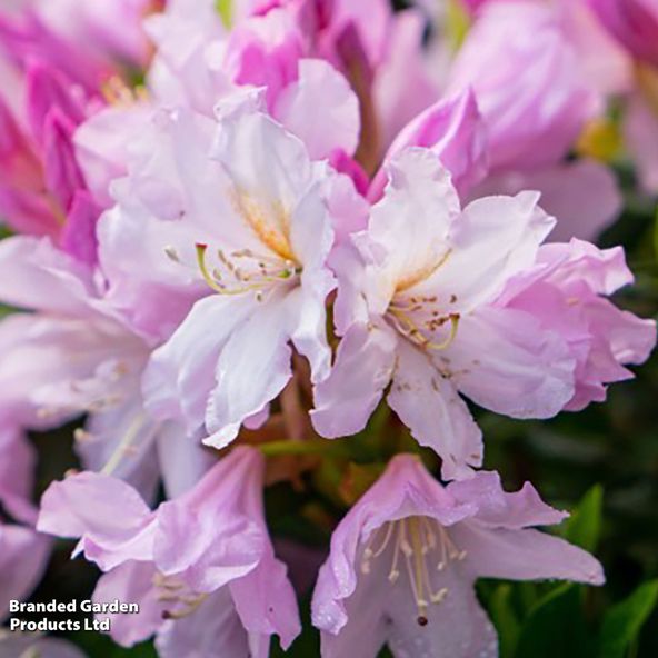 Rhododendron Dufthecke Pink