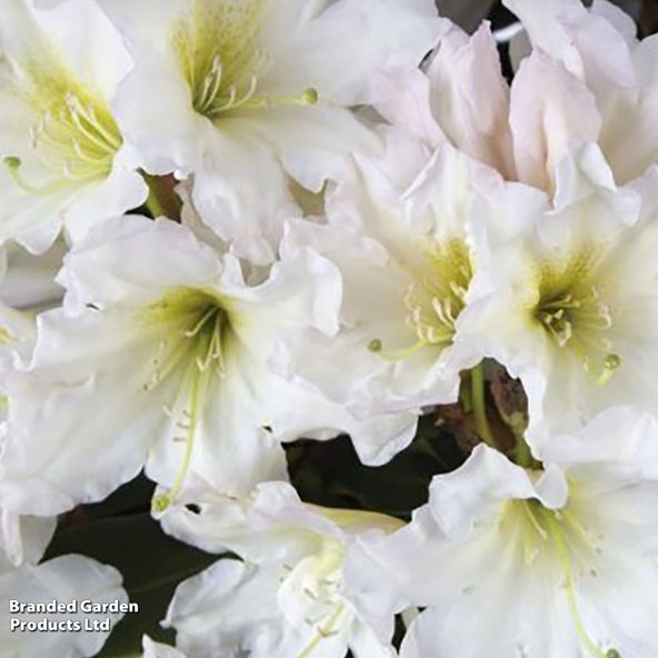 Rhododendron 'Dufthecke White (Inkarho)'