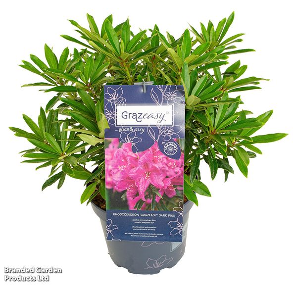 Rhododendron 'Grazeasy (Inkarho)'