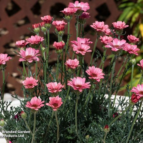 Rhodanthemum hosmariense 'Zagora Pink'
