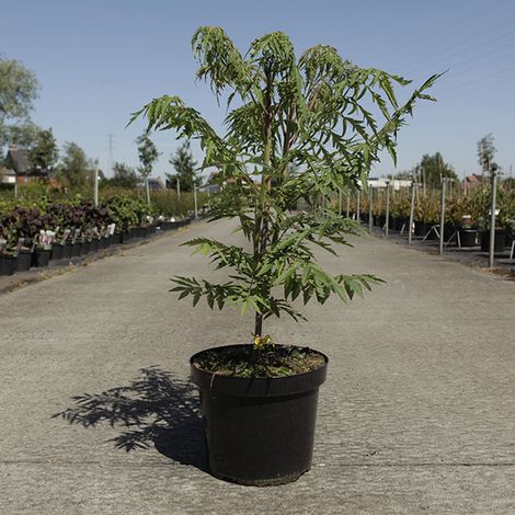 Rhus typhina Dissecta