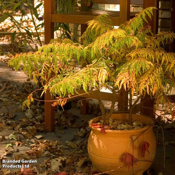 Rhus typhina Tiger Eyes