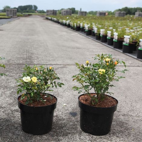Rose 'Bee Gold' (Floribunda)