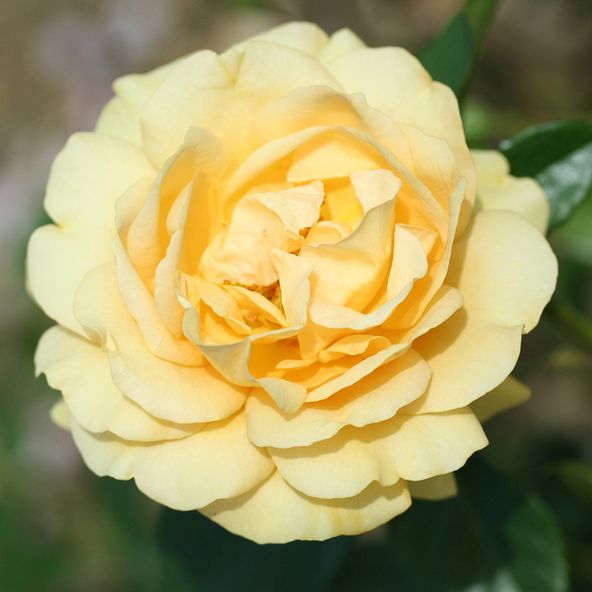 Rose Absolutely Fabulous (Floribunda Rose)