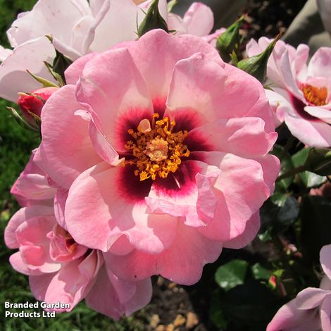 Rose Angel Eyes