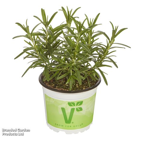 Rosemary officinalis Britania Compact