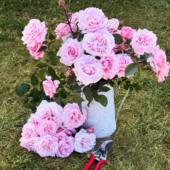 Rose 'Caroline Quentin'