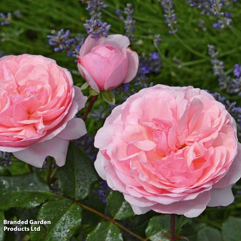 Rose Darling (Floribunda)