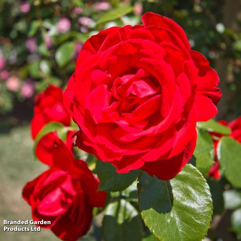 Rose Dublin Bay (Climbing)