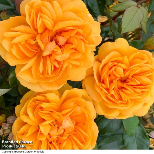 Rose 'Golden Beauty' (Floribunda Rose)