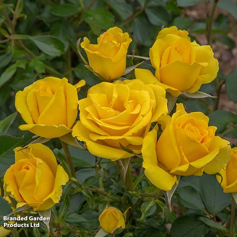 Rose 'Grandma's Rose' (Floribunda Rose)