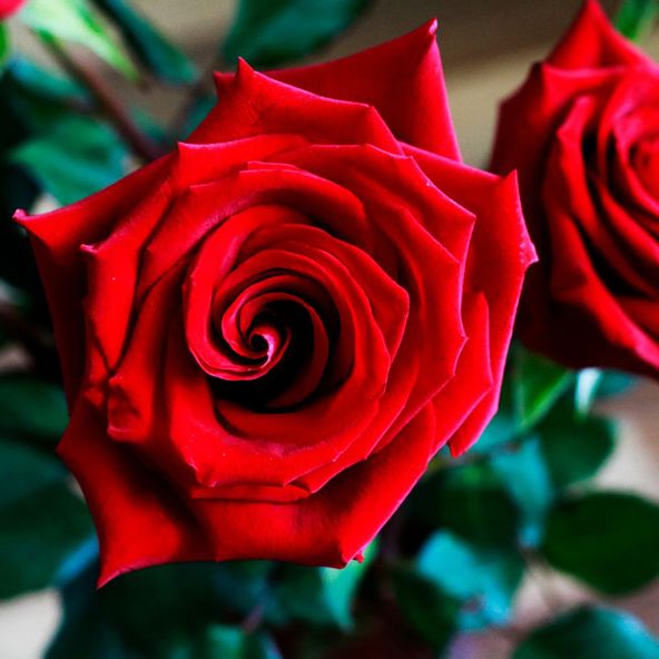 Rose 'Happy Ruby Wedding' (Hybrid Tea Rose)