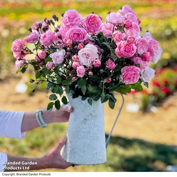 Rose 'Hopes & Dreams' (Hybrid Tea Rose)