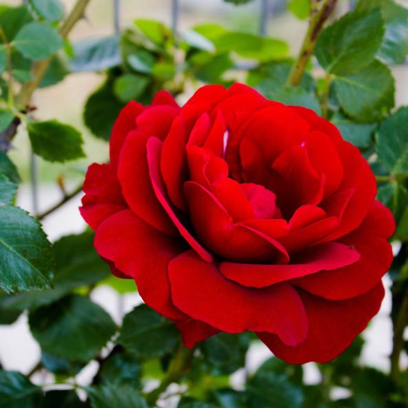 Rose Love Knot (Climbing Rose)