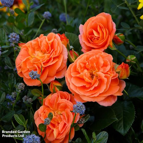 Rose Mango (Floribunda)