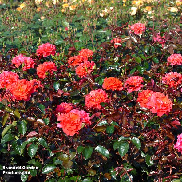 Rose 'Precious Day' (Floribunda Rose)