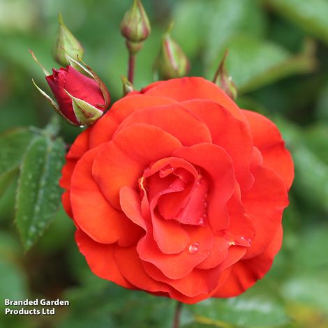 Rose 'Precious Love' (Floribunda Rose)