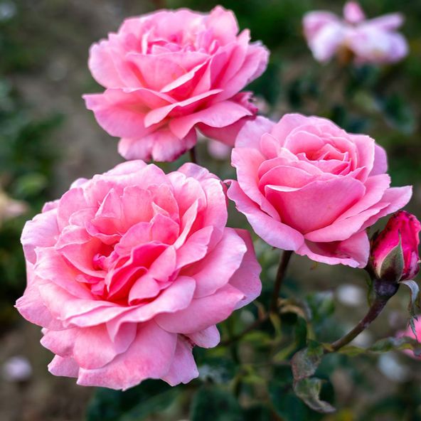 Rose 'Queen Elizabeth' (Floribunda Rose)