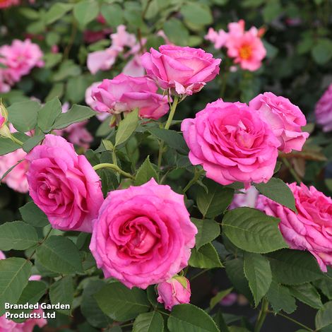 Rose Raspberry Cupcake (Hybrid Tea)