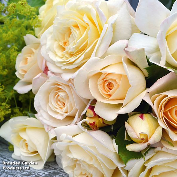 Rose Special Day (Floribunda Rose)