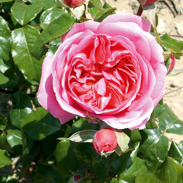 Rose 'Special Anniversary' (Hybrid Tea Rose)