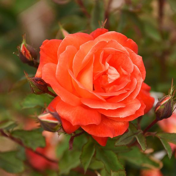 Rose 'Super Trooper' (Floribunda Rose)
