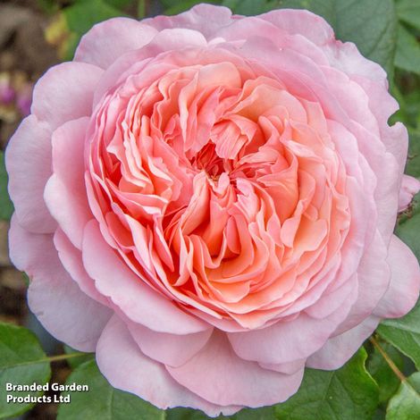 Rose Sweet Romantica (Hybrid Tea)