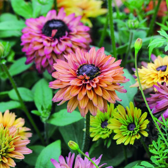Rudbeckia Caramel Mix - Seeds