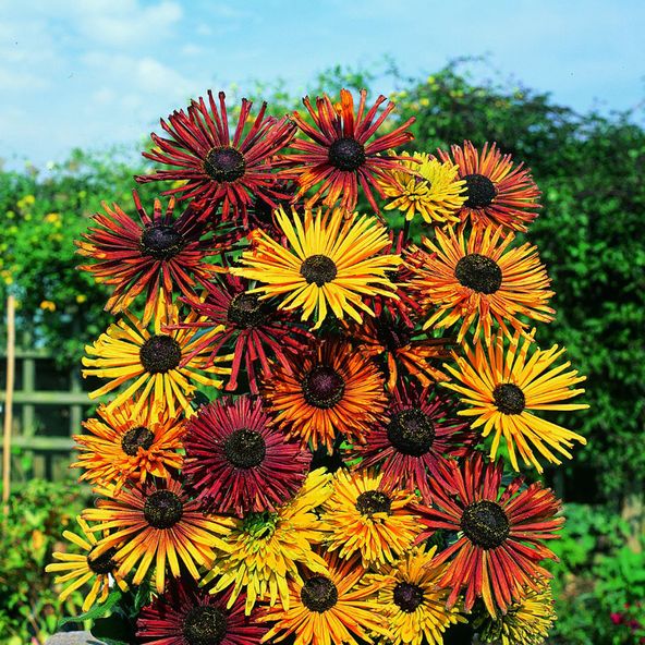 Rudbeckia Chim Chiminee - Seeds
