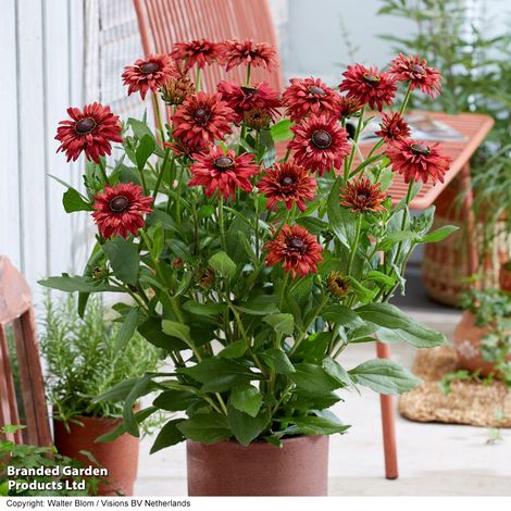 Rudbeckia Enchanted Ruby Crush