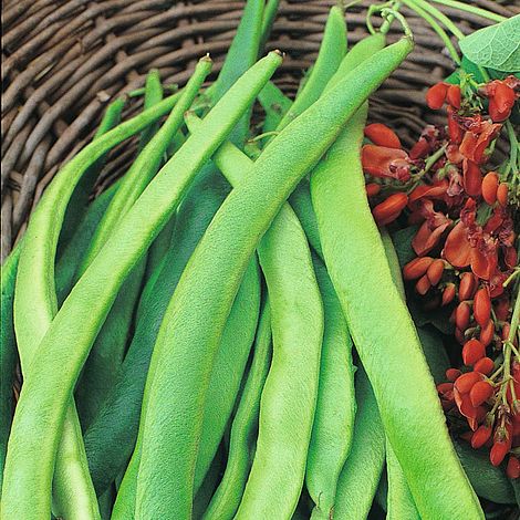 Vegetable Runner Bean Scarlet Emperor 70 Gram ~ 55 Finest Seeds & Runner Bean Lady DI 55 Finest Seeds 
