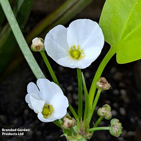 Sagittaria graminea (Marginal Aquatic)