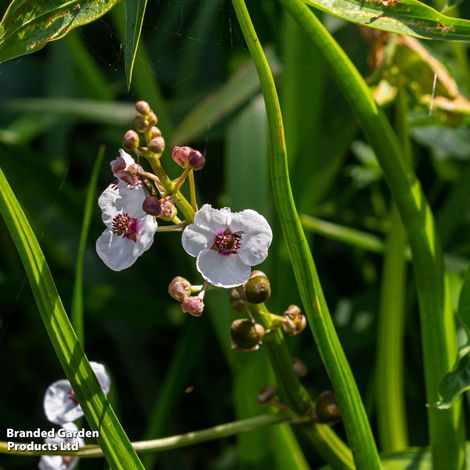 Sagittaria sagittifolia (Marginal Aquatic)
