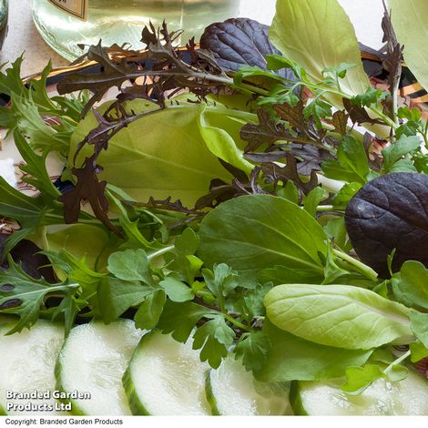 Salad Leaves Bright and Spicy - Seeds