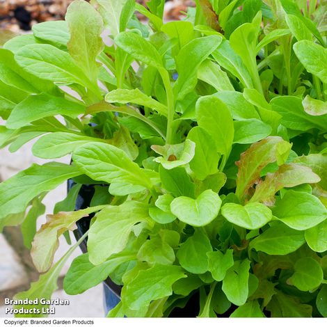 Salad Leaves Mesclun Mixed - Seeds