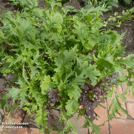 Salad Leaves Speedy - Start-A-Garden™ Seeds