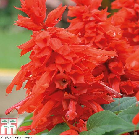 Salvia Blaze of Fire Garden Plant Half-Hardy Annual Flowering Garden Plants Easy to Grow Your Own 15x Garden Ready Plants by Thompson and Morgan