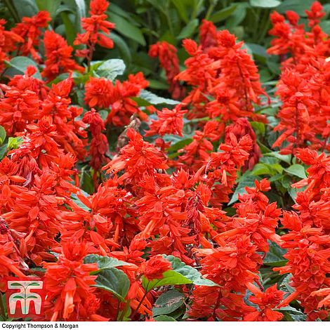 Salvia Blaze of Fire Garden Plant Half-Hardy Annual Flowering Garden Plants Easy to Grow Your Own 15x Garden Ready Plants by Thompson and Morgan