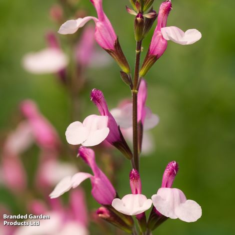 Salvia greggii Joy