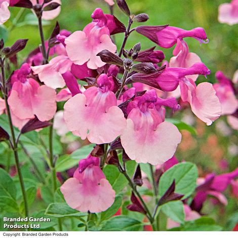 Salvia Melba Magic™ 'Peach'