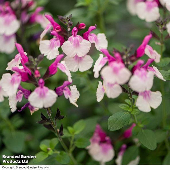 Salvia 'Melba Magic™ 'Strawberry'