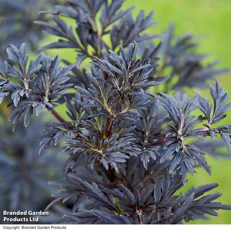 Sambucus nigra 'Laced Up'