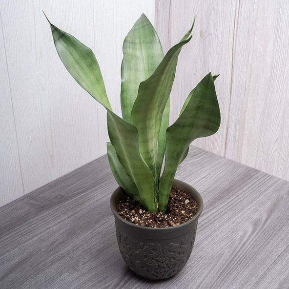 Sansevieria trifasciata 'Moonshine'
